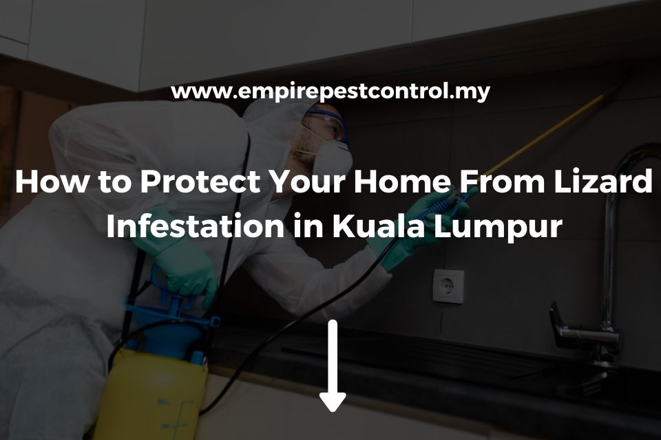 How to Protect Your Home From Lizard Infestation in Kuala Lumpur