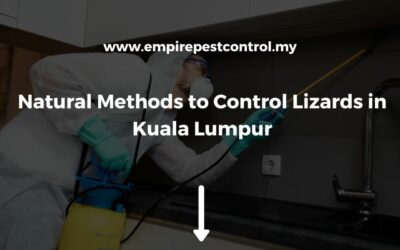 Natural Methods to Control Lizards in Kuala Lumpur