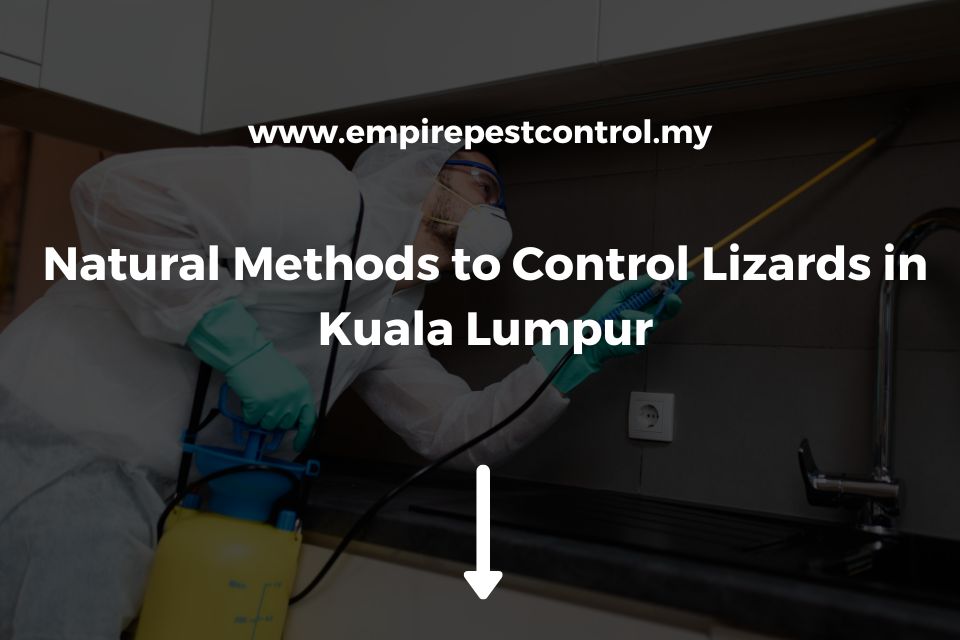 Natural Methods to Control Lizards in Kuala Lumpur