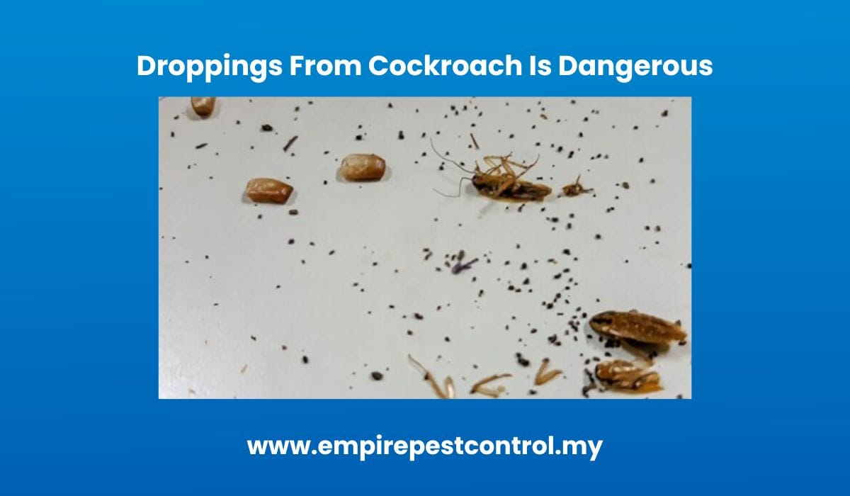 Droppings From Cockroach Is Dangerous