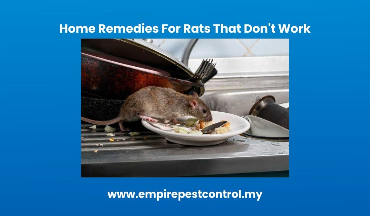 Home Remedies For Rats That Don't Work