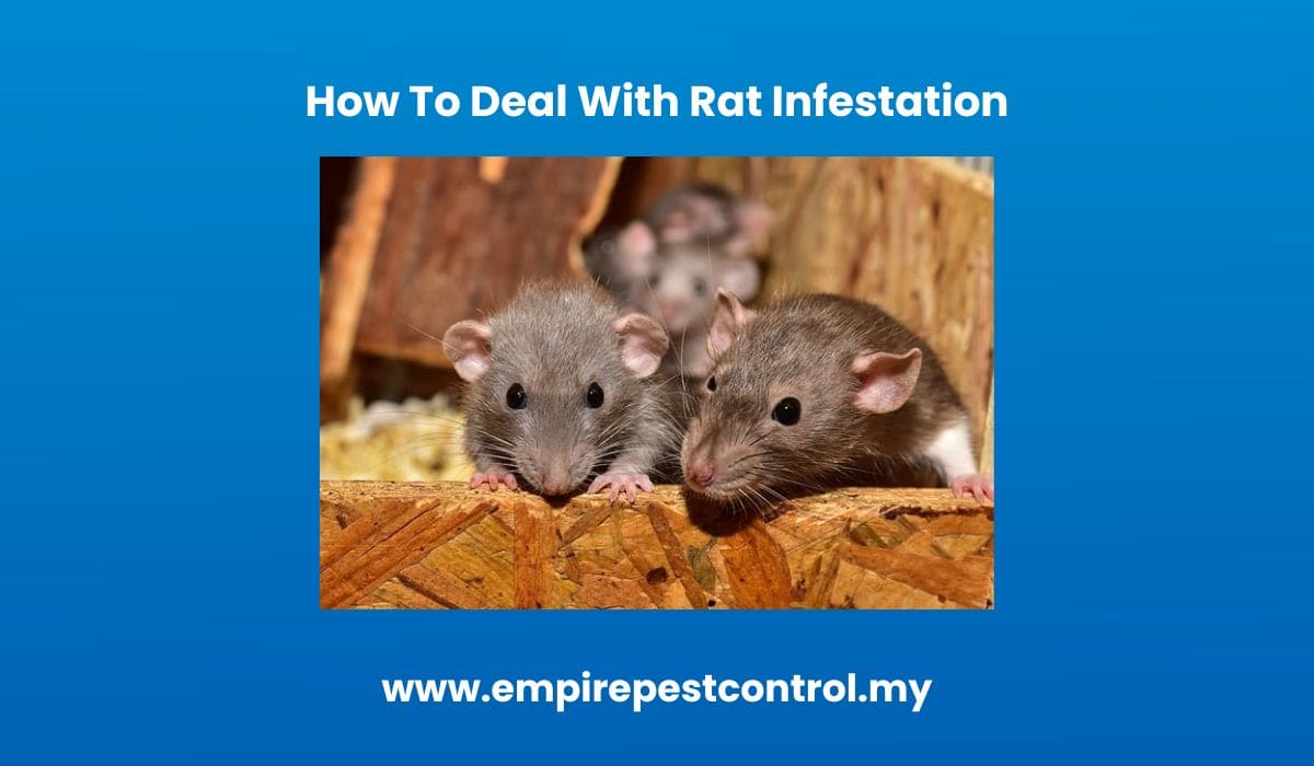How To Deal With Rat Infestation