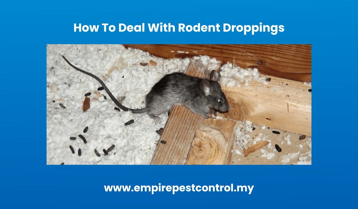 How To Deal With Rodent Droppings