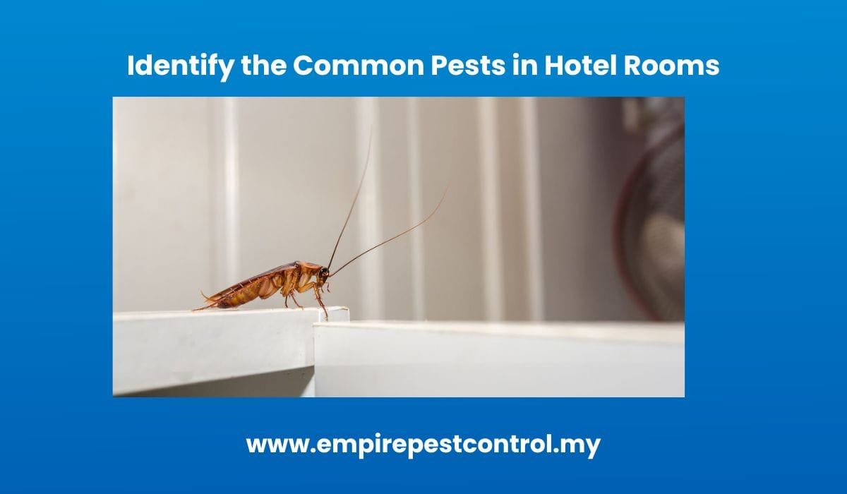 Identify the Common Pests in Hotel Rooms