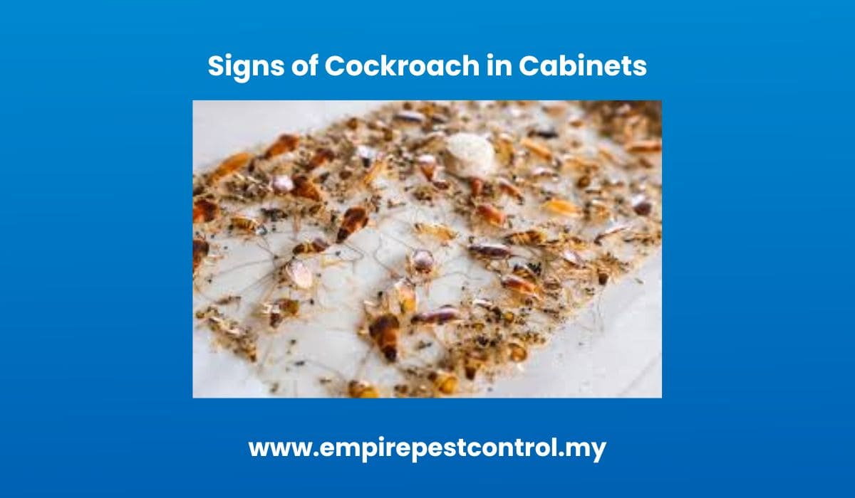 Signs of Cockroach in Cabinets