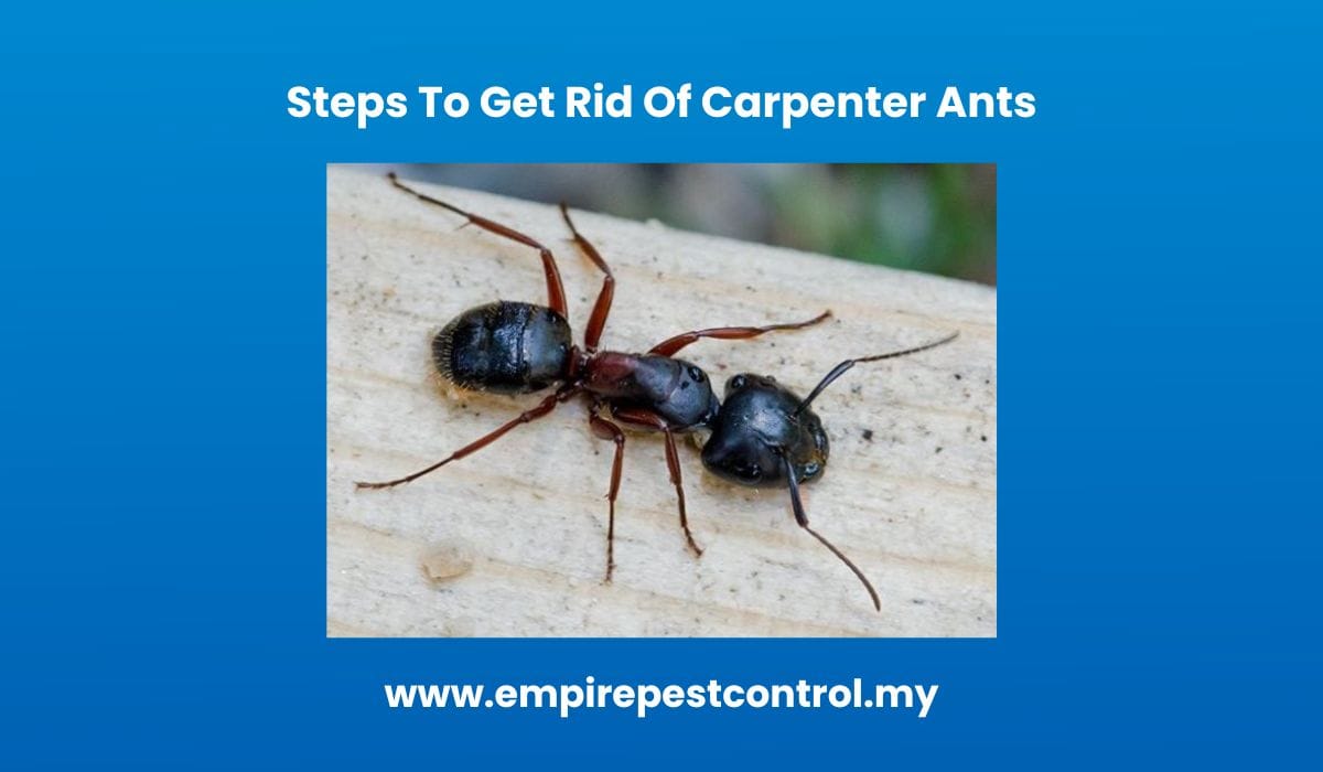 Steps To Get Rid Of Carpenter Ants