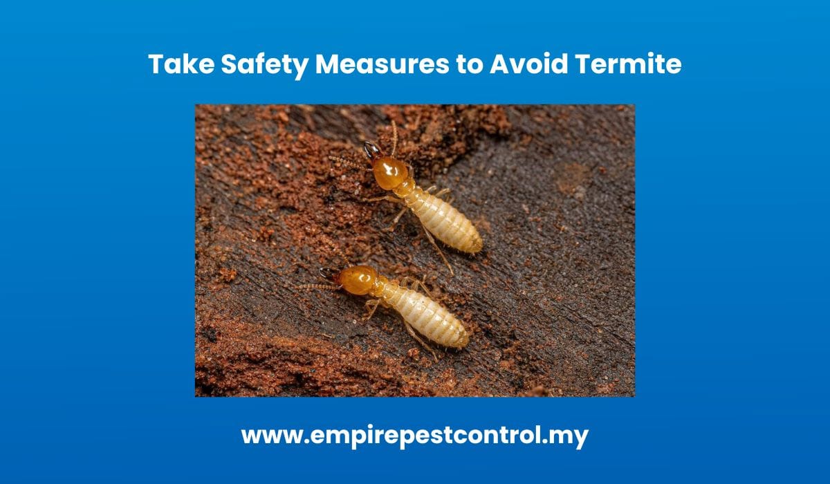 Take Safety Measures to Avoid Termite