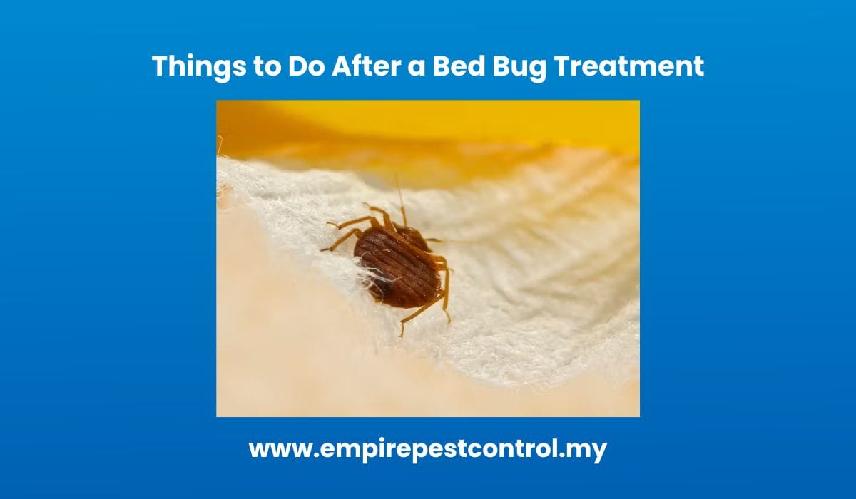 Things to Do After a Bed Bug Treatment