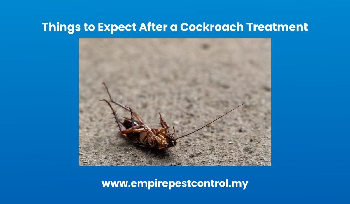 Things to Expect After a Cockroach Treatment