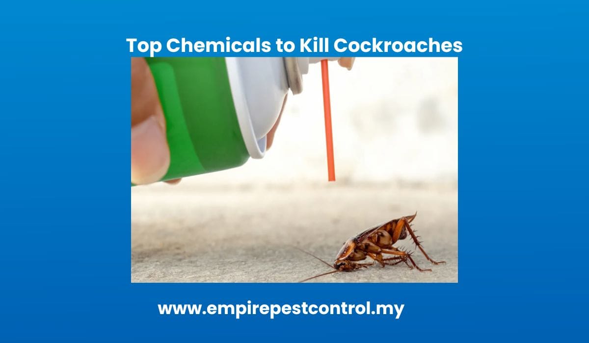 Top Chemicals to Kill Cockroaches