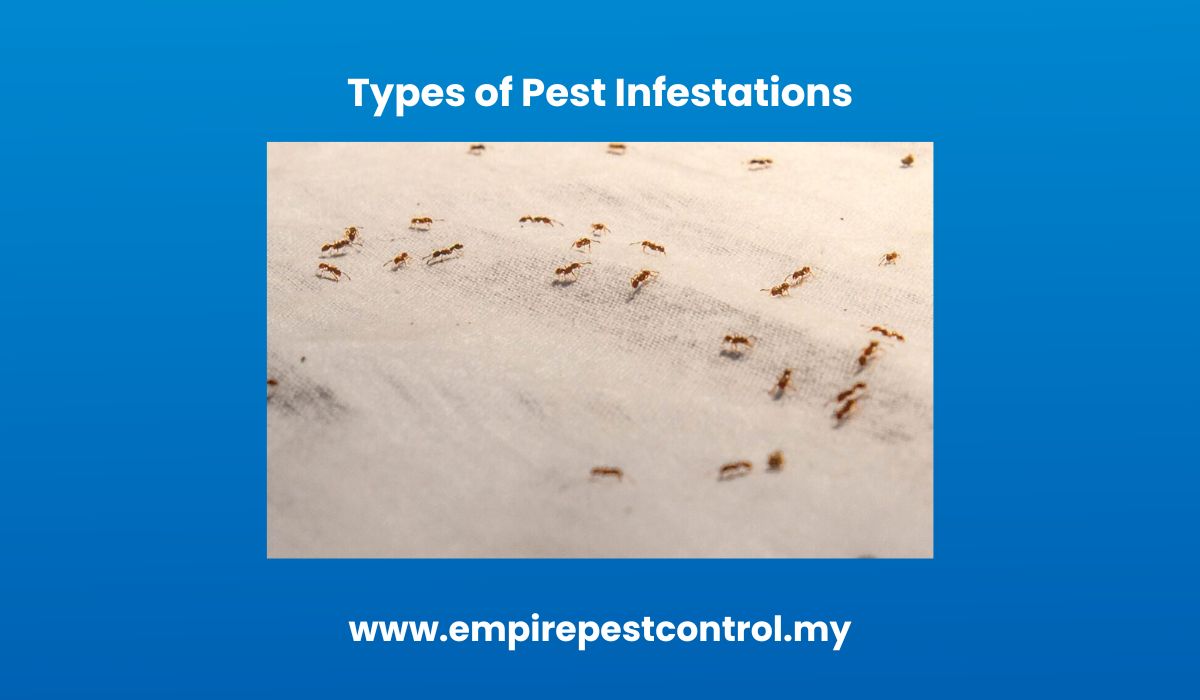 Types of Pest Infestations