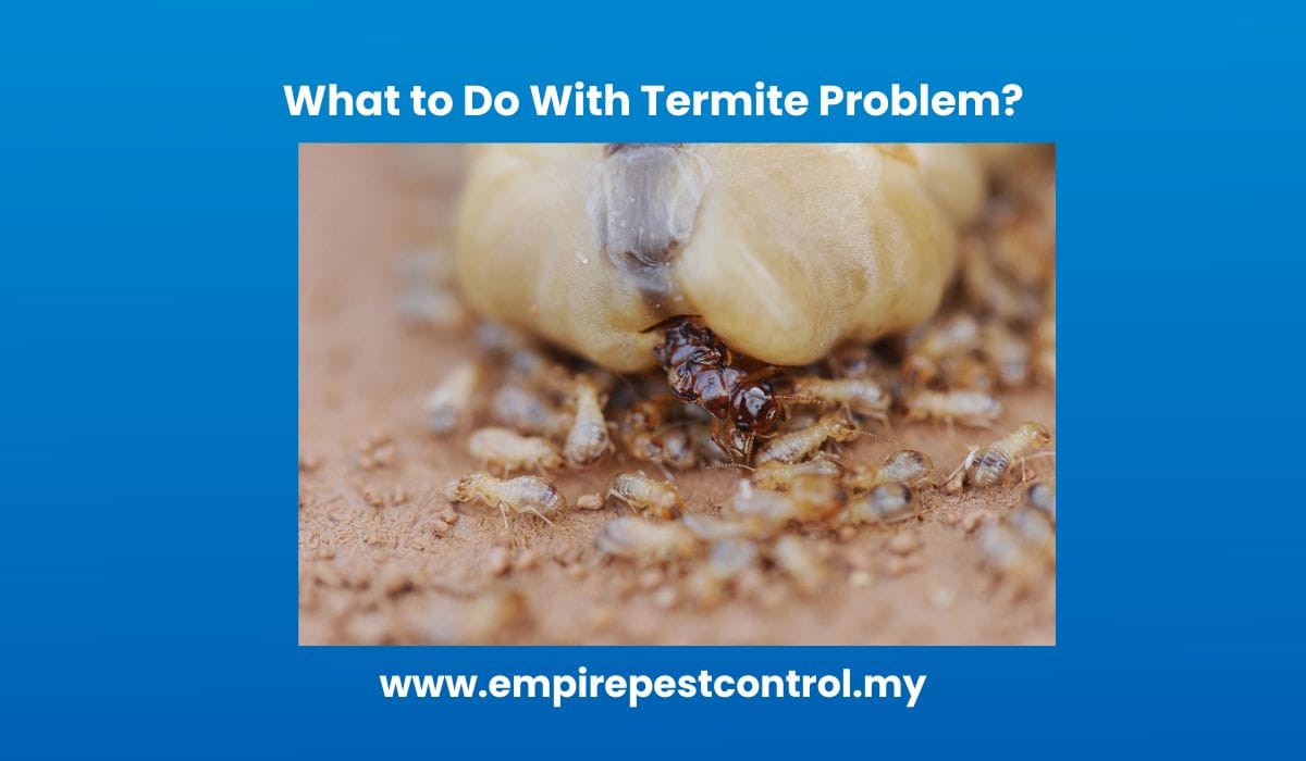 What to Do With Termite Problem?