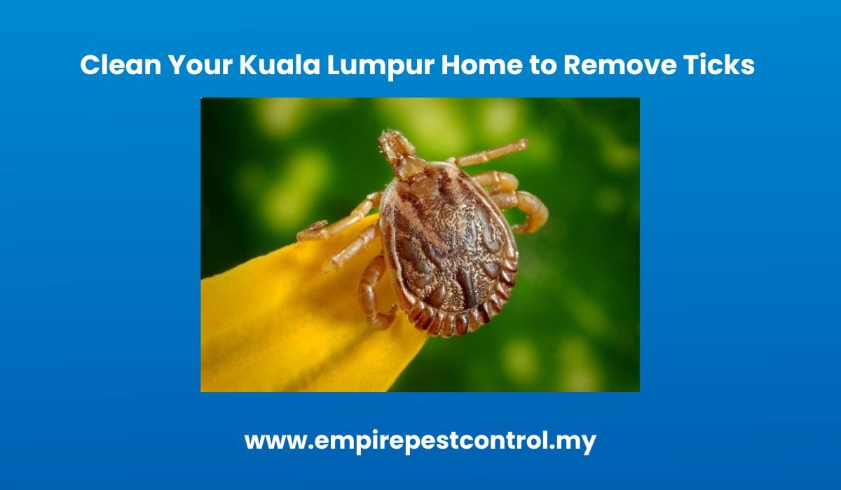 Clean Your Kuala Lumpur Home to Remove Ticks 