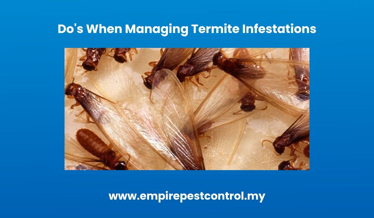 Do's When Managing Termite Infestations