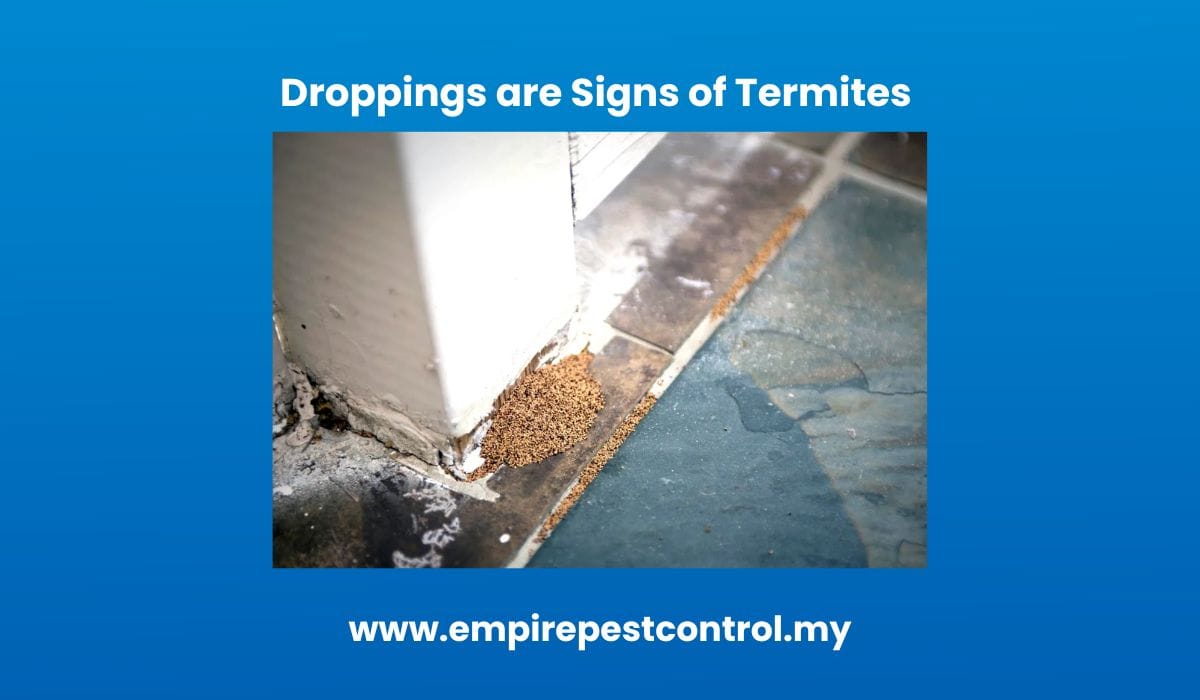 Droppings are Signs of Termites 