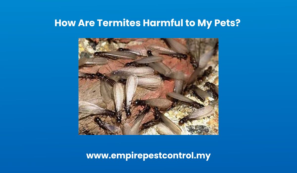 How Are Termites Harmful to My Pets? 