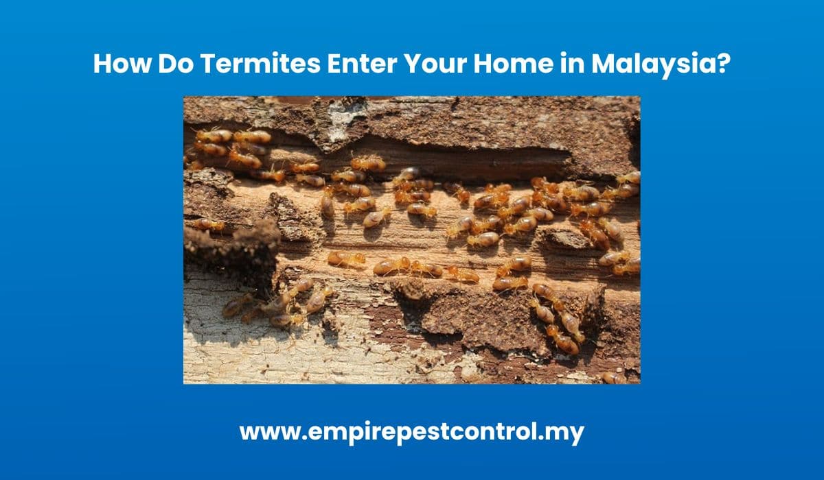 How Do Termites Enter Your Home in Malaysia?