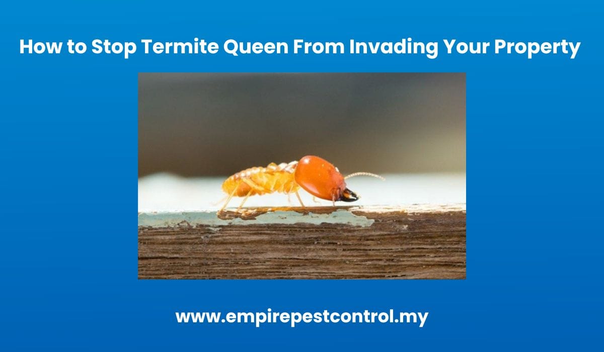 How to Stop Termite Queen From Invading Your Property 