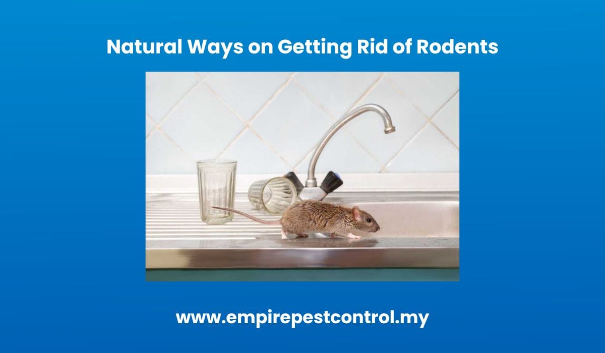 Natural Ways on Getting Rid of Rodents