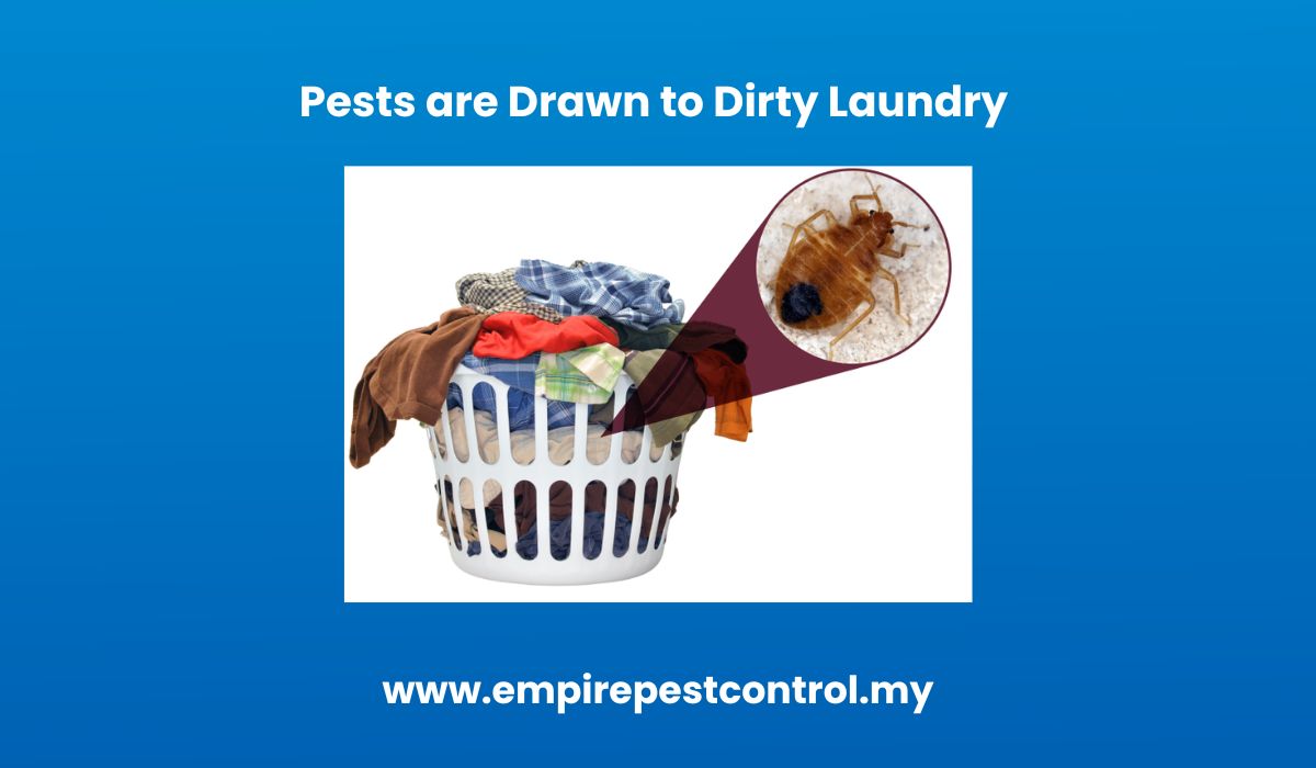 Pests are Drawn to Dirty Laundry 