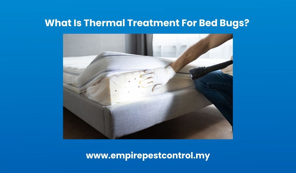 What Is Thermal Treatment For Bed Bugs? 