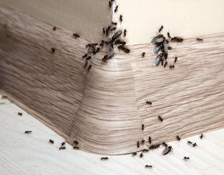 Pest Infestation in Kuala Lumpur Homes